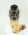 Caliroa obsoleta - photo 5