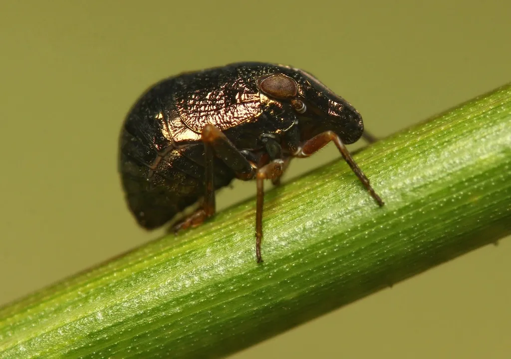 Piglet Bugs - photo 2