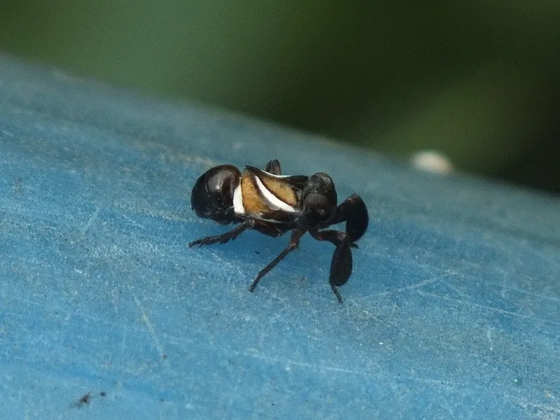 Caliscelis affinis - photo 3