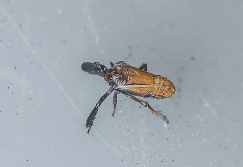 Caliscelis bolivari
