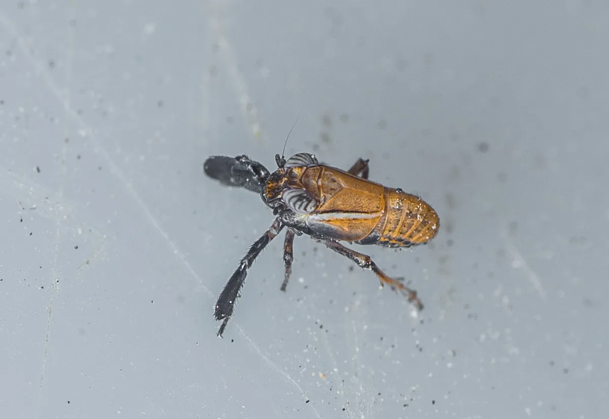 Caliscelis bolivari - photo 3