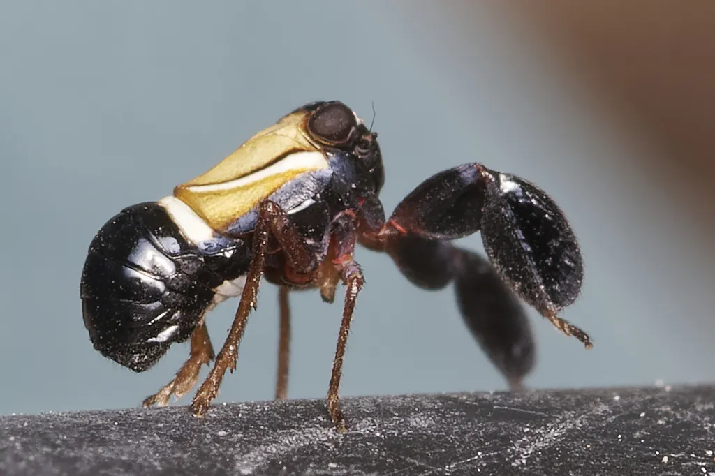 Caliscelis bonellii