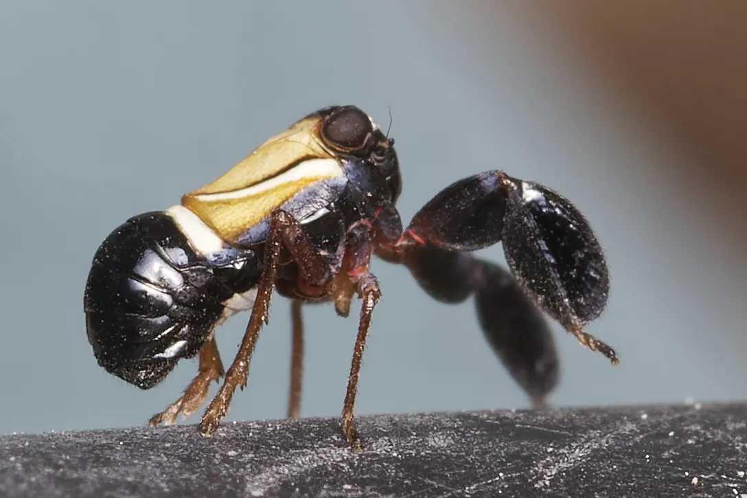 Caliscelis bonellii - photo 3