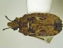 Calisius contubernalis - photo 2