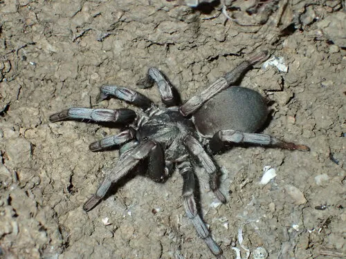 False Tarantula