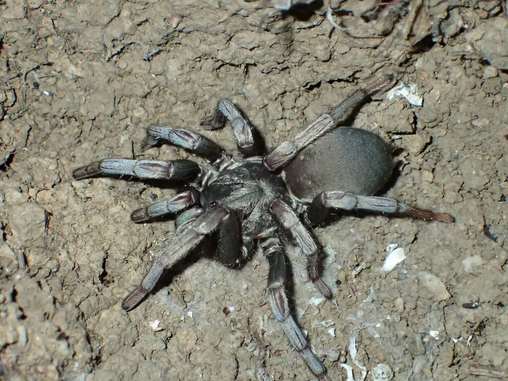 False Tarantula - photo 2
