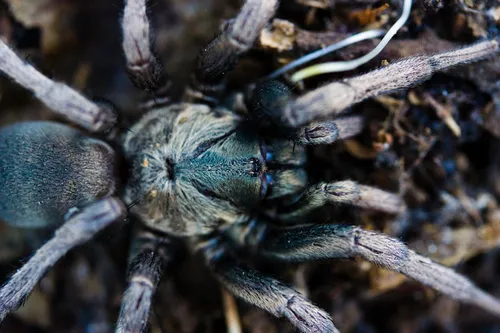 False Tarantula - photo 4