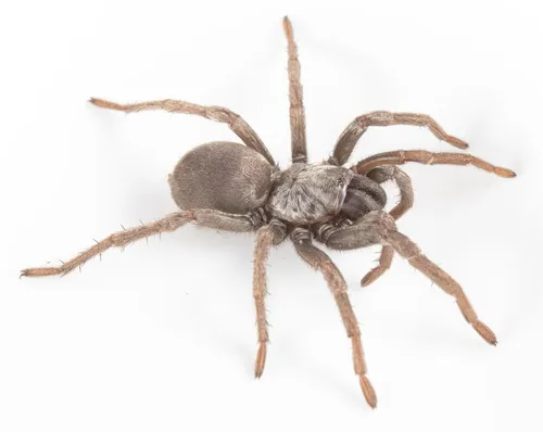 False Tarantula - photo 5