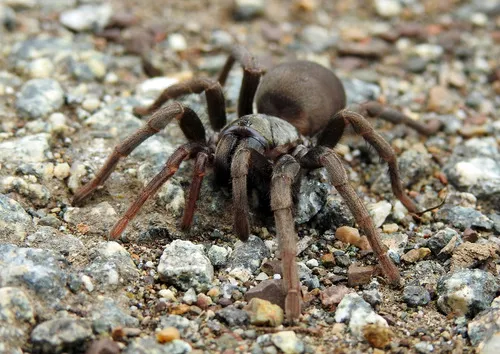 False Tarantula - photo 6