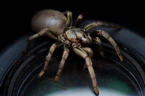 False Tarantula - photo 7