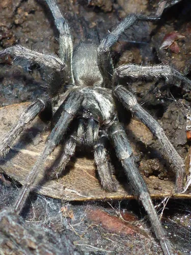 False Tarantula - photo 8