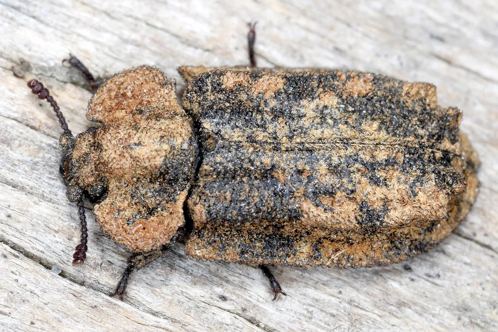 Calitys scabra - Calitys scabra