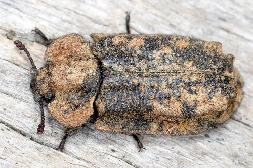 Calitys scabra - photo 3