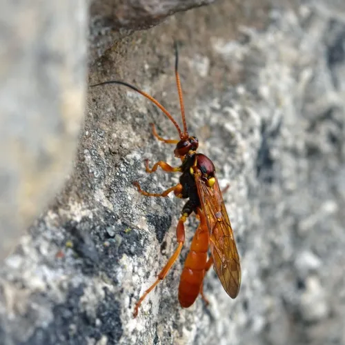 Callajoppa cirrogaster