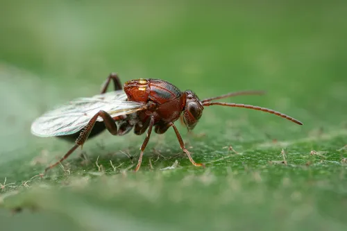 Callaspidia notata