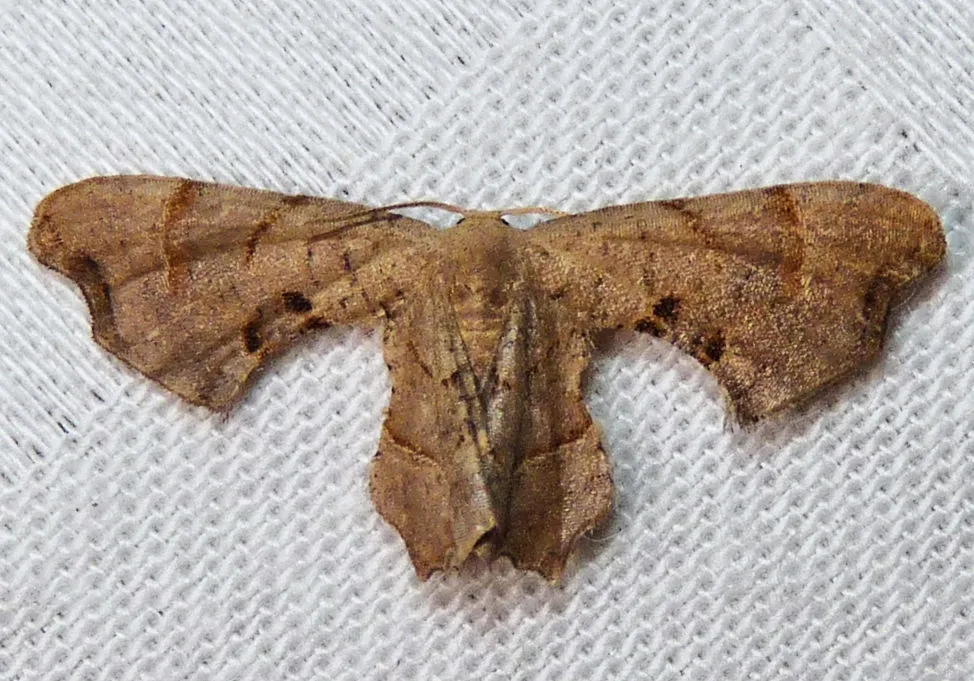 Brown Scoopwing - photo 3