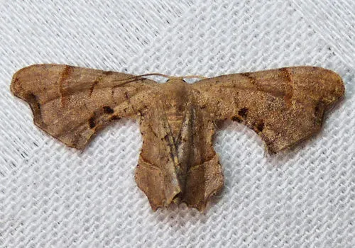Brown Scoopwing - photo 4