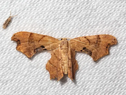 Brown Scoopwing - photo 6