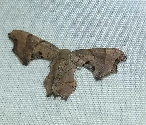 Brown Scoopwing - photo 7
