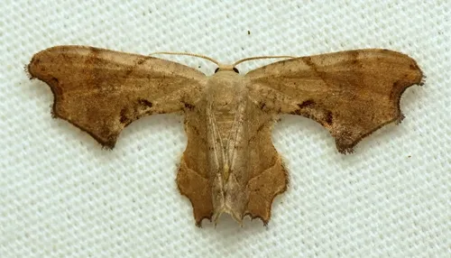 Brown Scoopwing - photo 8
