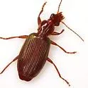 Calleida fimbriata