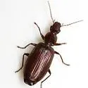 Calleida planulata
