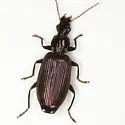 Calleida planulata - photo 3