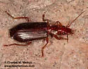 Calleida platynoides