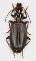 Calleida platynoides - photo 2