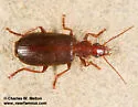 Calleida platynoides - photo 4