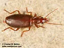Calleida platynoides - photo 5