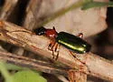 Calleida punctata - photo 2
