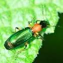 Calleida punctata - photo 3