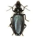 Calleida punctulata
