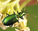 Calleida purpurea