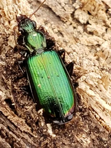 Calleida viridipennis
