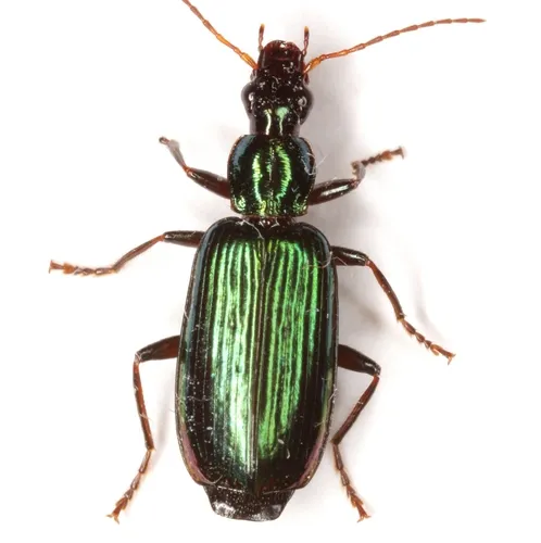 Calleida viridipennis - photo 2