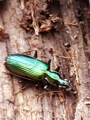 Calleida viridipennis - photo 3