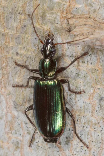 Calleida viridipennis - photo 4