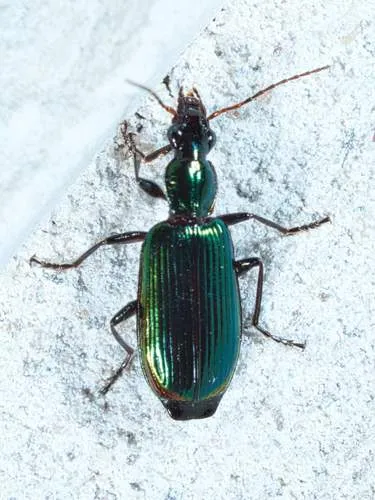 Calleida viridipennis - photo 5