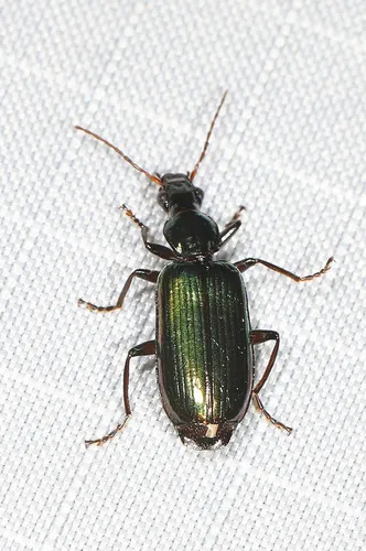 Calleida viridipennis - photo 6