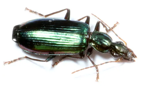 Calleida viridipennis - photo 7