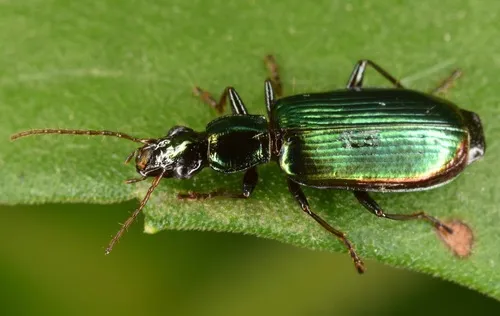 Calleida viridipennis - photo 8