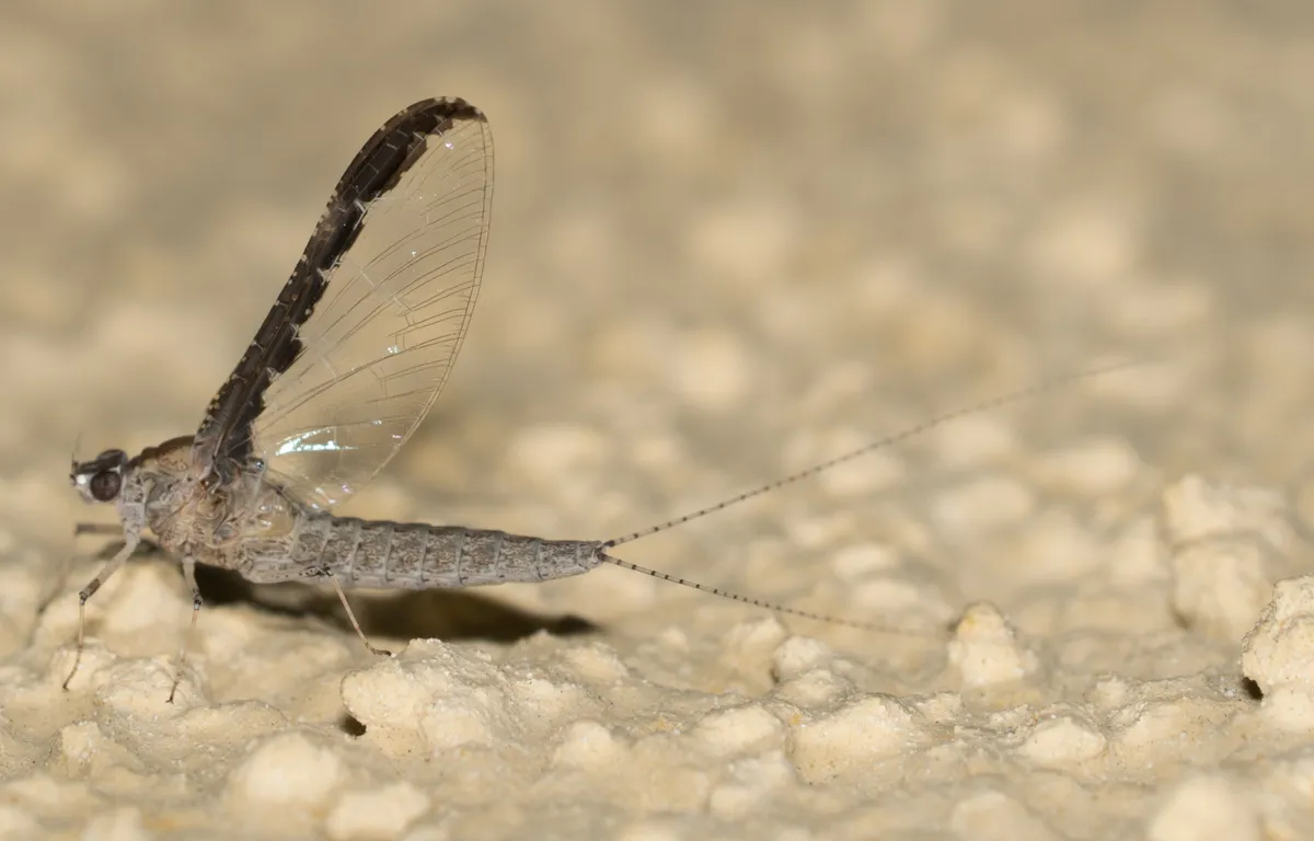 Callibaetis californicus