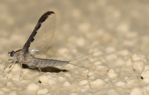 Callibaetis californicus - photo 2