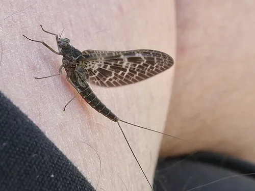 Callibaetis ferrugineus