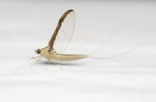 Callibaetis floridanus
