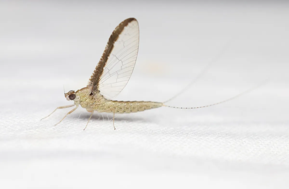 Callibaetis floridanus - photo 2