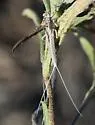 Callibaetis montanus