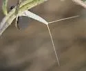 Callibaetis montanus - photo 2